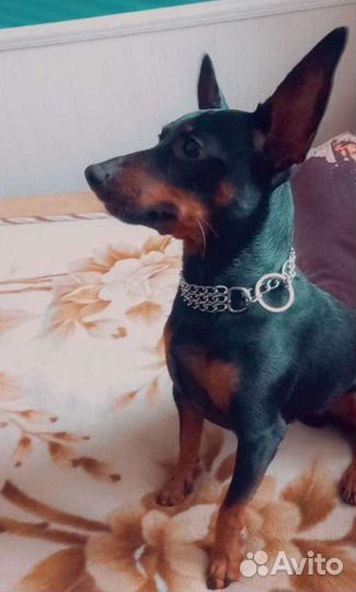 Щенки цвергпинчера (мини доберман)