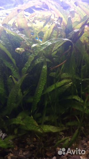 Криптокорина