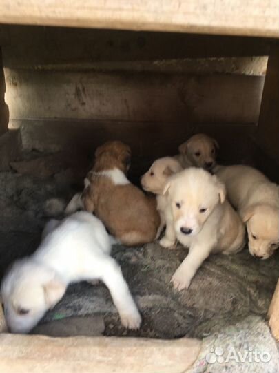 Щенки даром