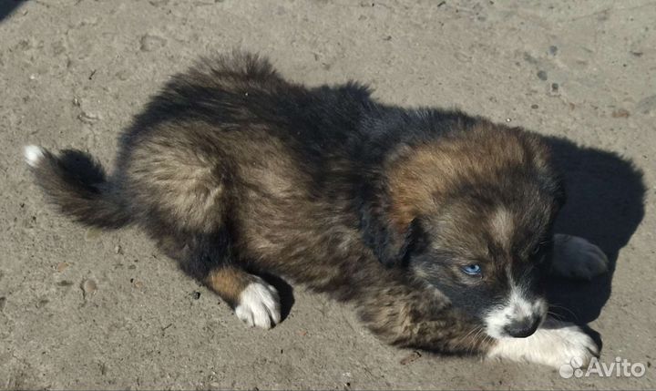 Щенки ищут дом