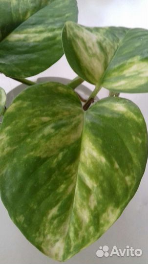 Сциндапсус Golgen pothos,пятнистый,золотистый