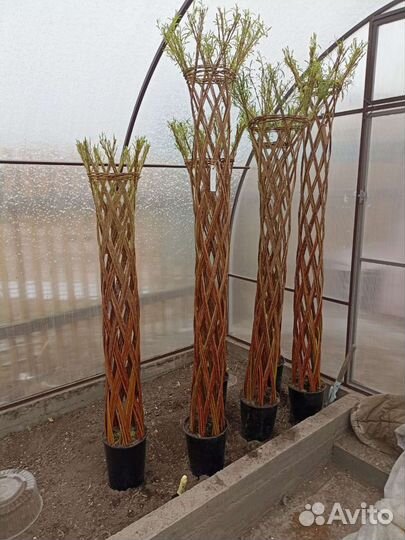 Русская пальма