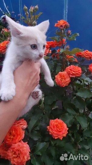 Котятки в добрые руки