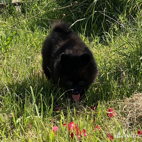 Мини девочка шпица