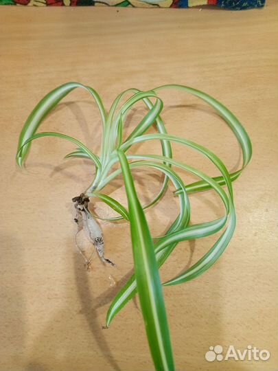 Набор цветочков