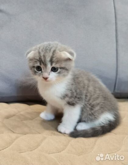 Продам шотландских котят