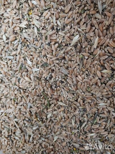 Зерноотходы