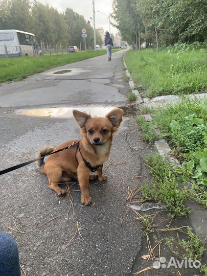 Собака чихуа хуа