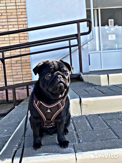 Черный мопс