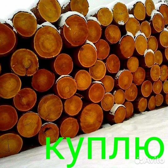 Лиственница кругляк