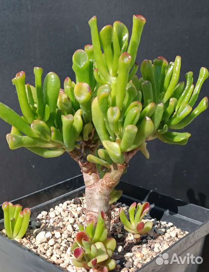 Сортовые крассулы, денежные деревья