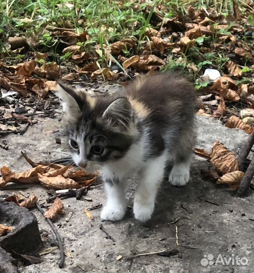 Котенок девочка