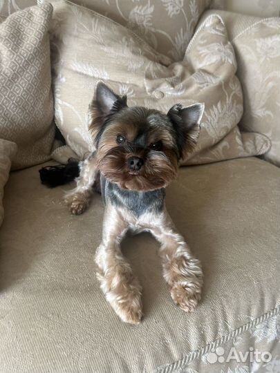 Йоркширский терьер вязка