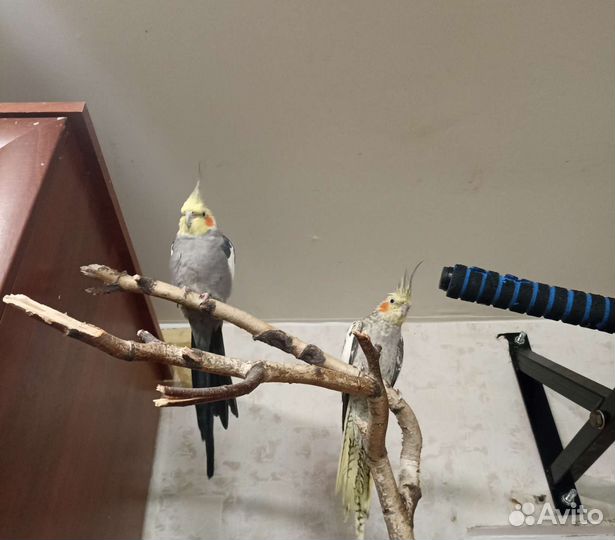 Пара корелл