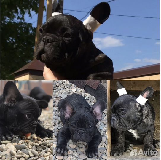 Шикарные щенки французики с документами