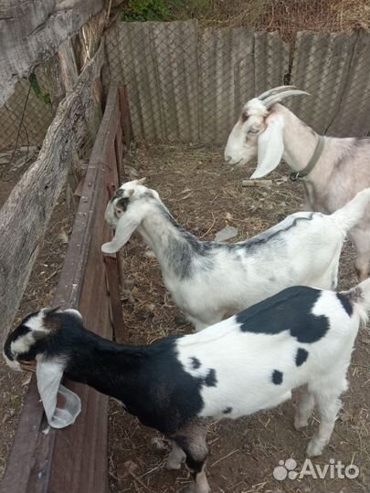 Коза нубийская