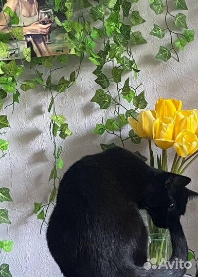 Черная кошка отдам в добрые руки