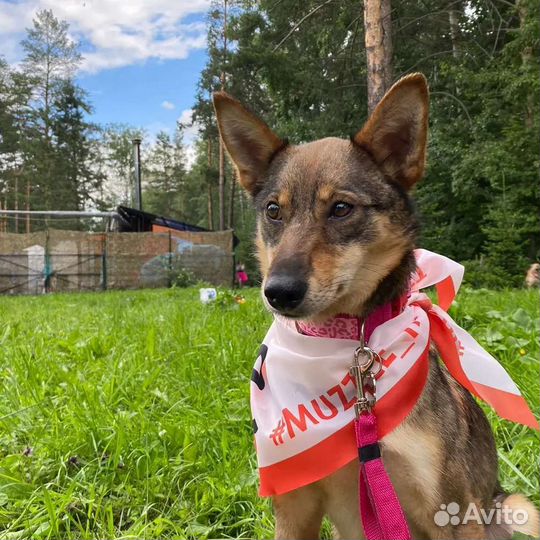 Собака в добрые руки