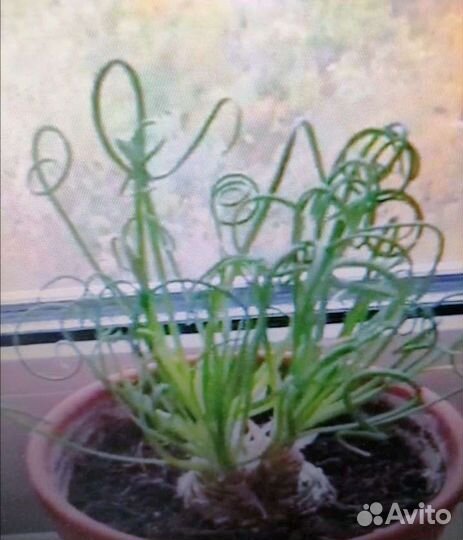 Альбука спиралис