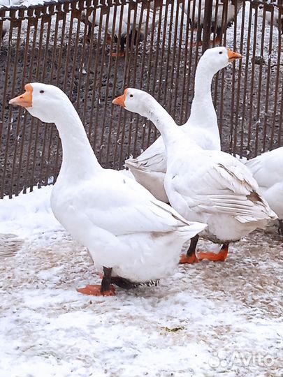 Гуси живым весом