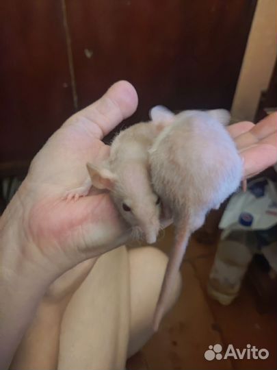 Крыса дамбо сфинкс