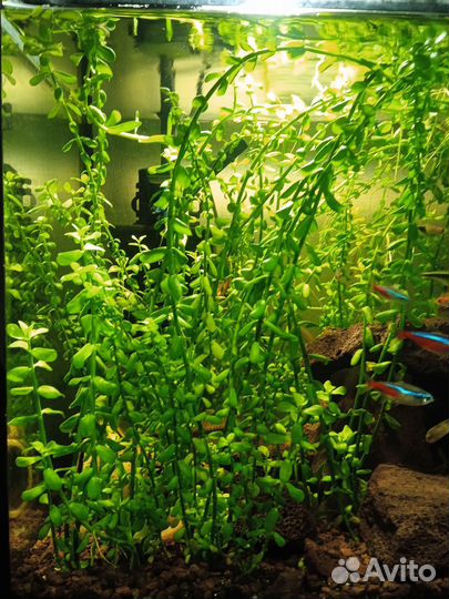 Растение в аквариумное