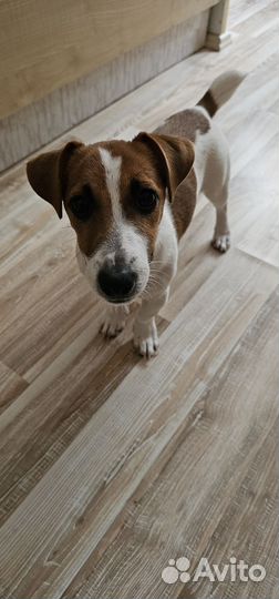 Джек рассел терьер