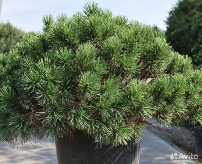 Семена сосна мугус горная