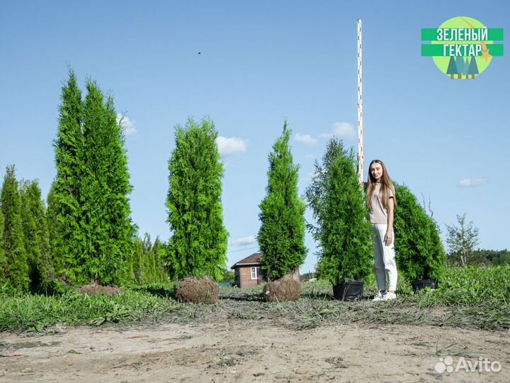 Туи колумна 140 см свежая копка 2023