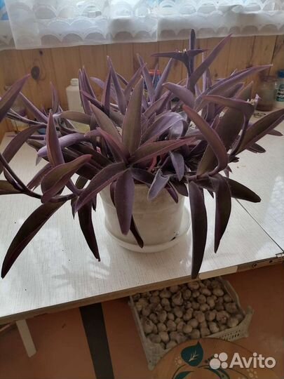 Традесканция