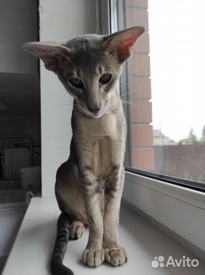 Ориентальный котенок шикарных кровей Купер Бредли