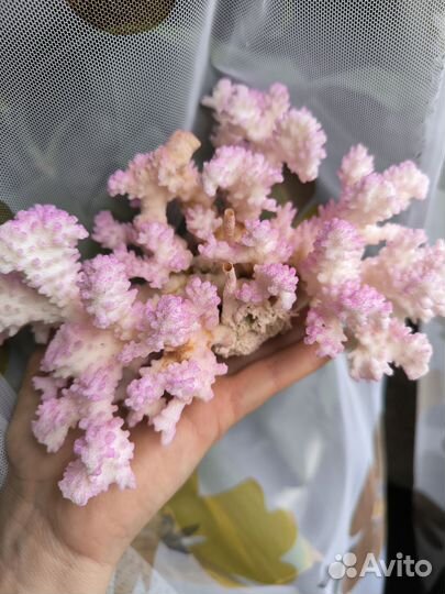 Морские кораллы