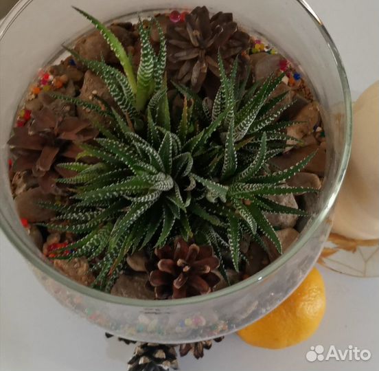 Хавортия полосатая/флорариум