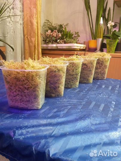 Мох сфагнум живой