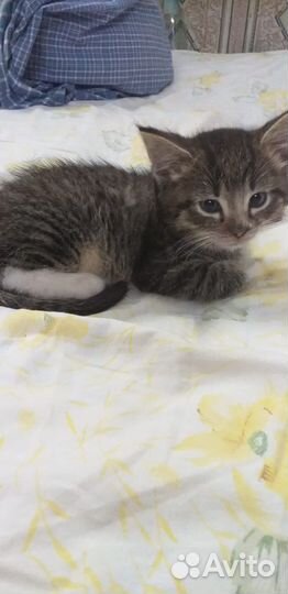 Котята в добрые руки бесплатно