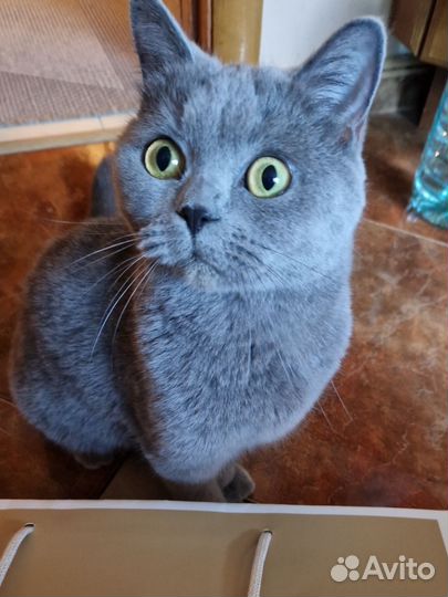 Кошки в добрые руки