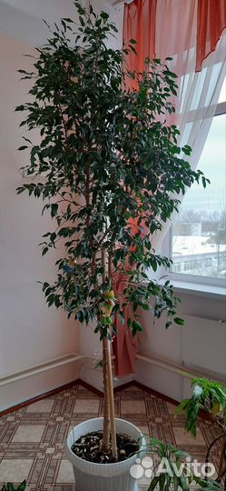 Фикус Бенджамина большой