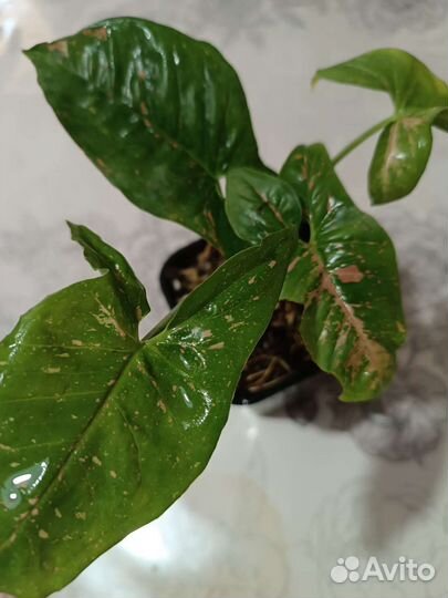 Сингониум Пинк сплеш