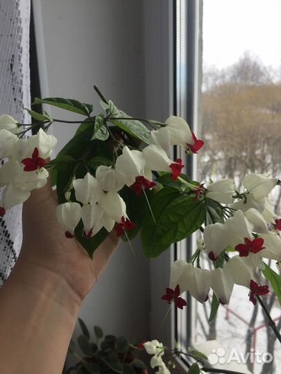 Клеродендрум Томпсона