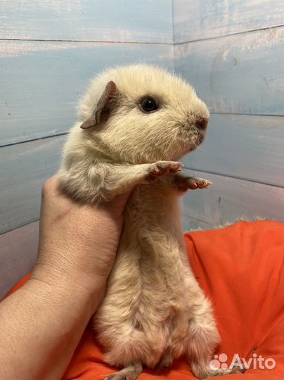 Морская свинка американский тедди