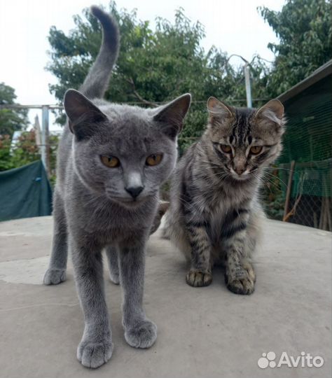 Котята в добрые руки бесплатно