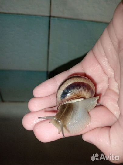 Улитки виноградные