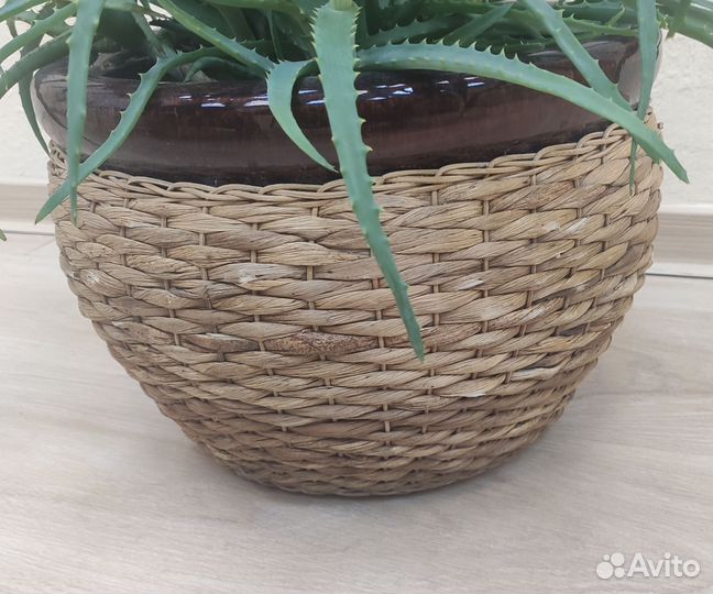 Монстера в большом керамическом горшке