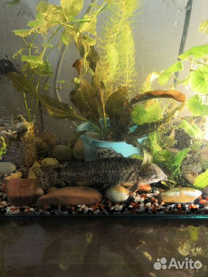 Сомики торакатум