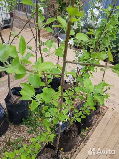 Саженцы яблони 