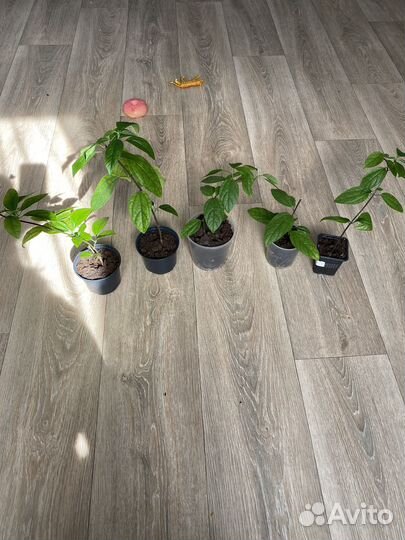 Клеродендрум