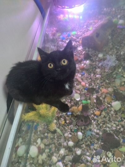 Черный котенок девочка