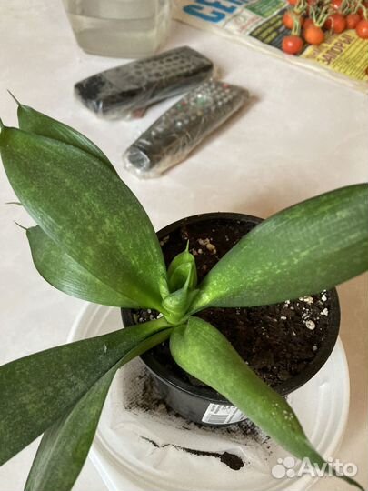 Сансевиерия