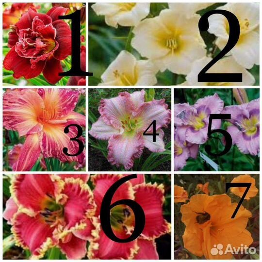 Лилейник (корни)