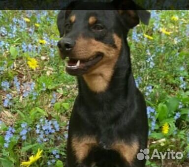 Вязка бесплатно